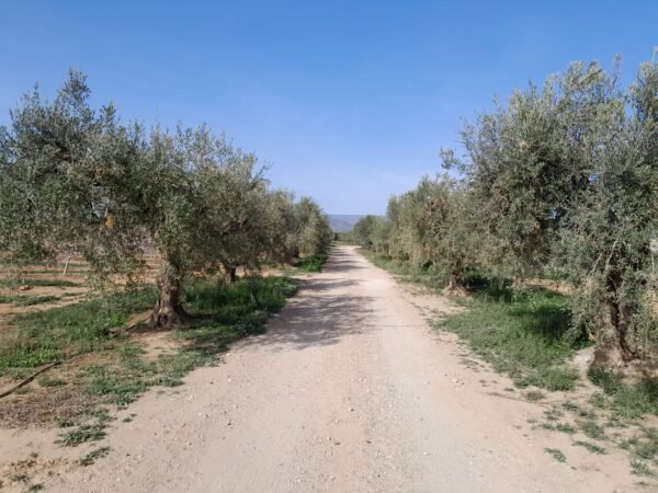 olive oil mill near tarragona