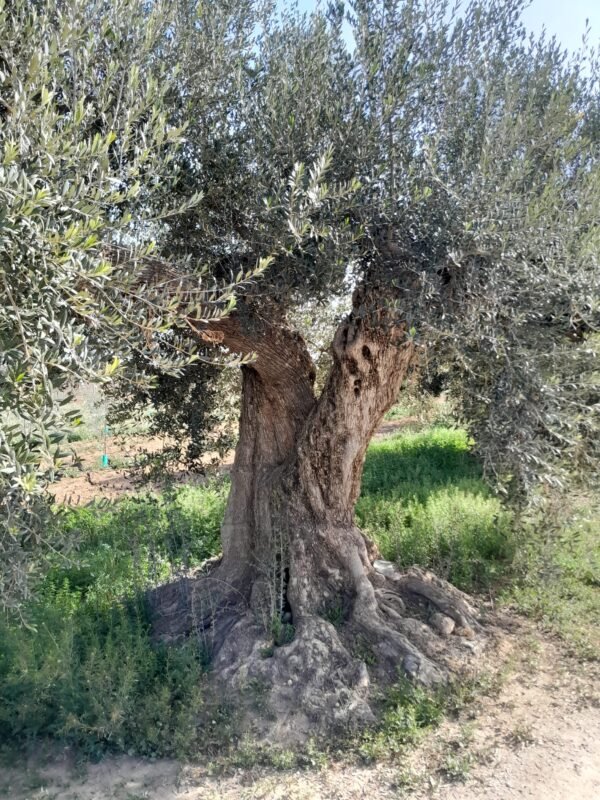 visit olive oil mill