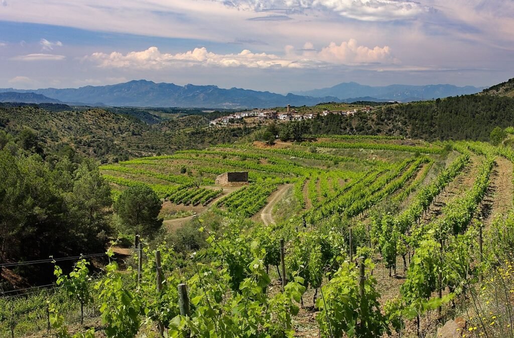 Priorat vines from Tarragona